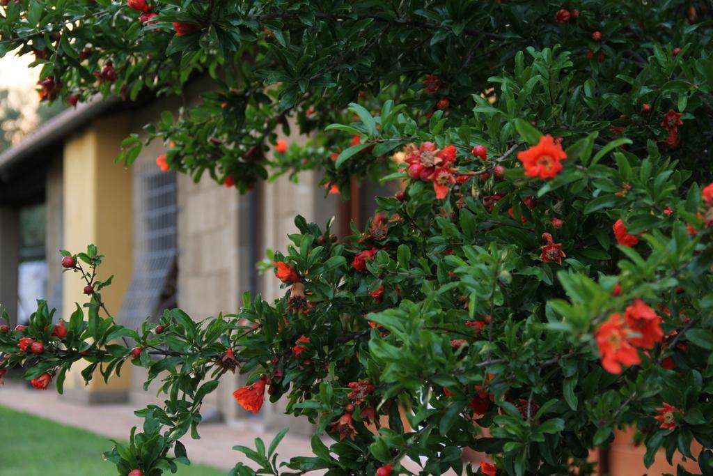 Al Vecchio Fontanile B&B Ladispoli Kültér fotó